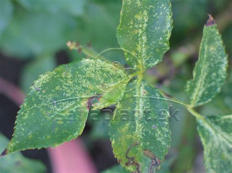 Ilustrácia poškodenia listov malín hrdzou