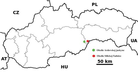 Schéma správnej výsadby tují s vyznačením optimálnych rozostupov a drenážnej vrstvy