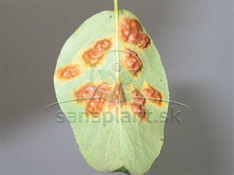 Ilustrácia molíc a ich lariev na spodnej strane listu