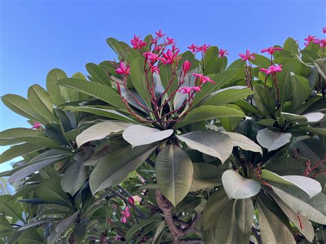 Infografika: Porovnanie rôznych druhov kvetináčov a substrátov podľa potrieb rastliny.