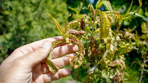 Zdeformované, zhrubnuté a farebne zmenené listy broskyne postihnuté kučeravosťou