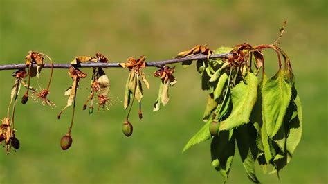 Napadnuté kvety a výhonky broskyne s príznakmi moniliózy (zaschnuté, spálený vzhľad)
