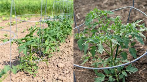 Vizualizácia rozdielu medzi kríčkovou a tyčovou fazuľou s vyznačením opory pre tyčovú