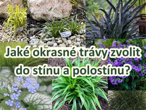 Schéma správneho zviazania trsu pampovej trávy do tvaru komína a mulčovanie koreňovej časti