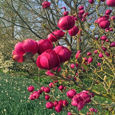 Detail kvetu Magnolie 'Black Tulip'