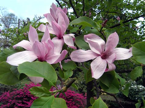 Ilustrácia správneho rezania poškodených konárov magnólie