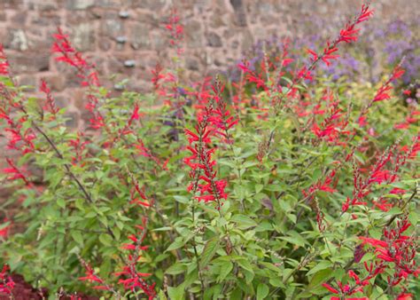 Detail kvetu Salvia fulgens