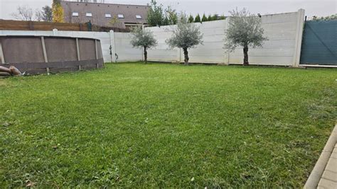 Zimou poškodený, žltý trávnik