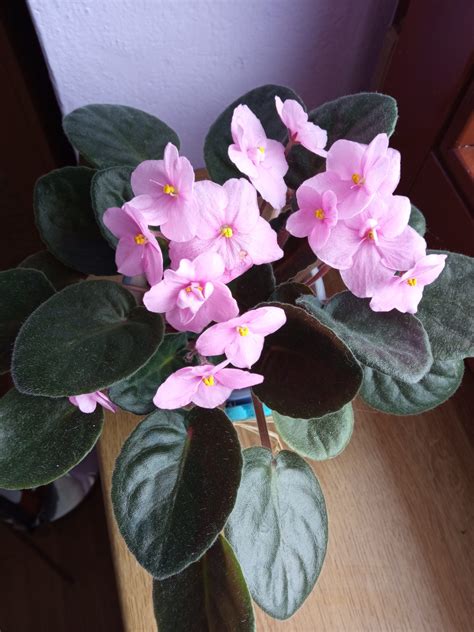 Detailný záber na kvitnúcu africkú fialku s tmavozelenými zamatovými listami