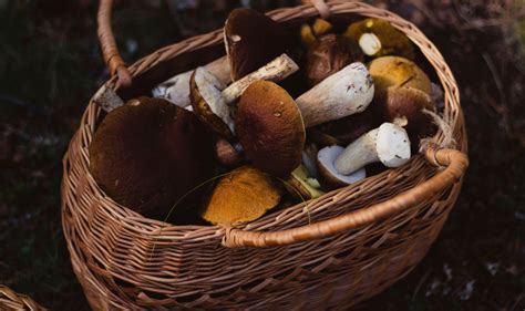 Tematické foto: čerstvé pestované huby na tanieri