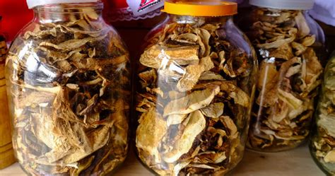 Fotografia: nádoby s rastúcimi hubami v pivnici