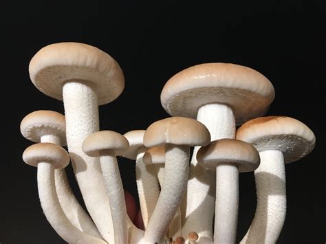 Fotografia: rôzne druhy pestovaných húb pripravených na zber