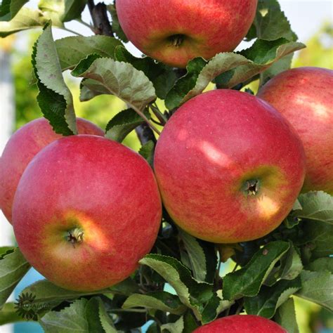 rez jablka 'Starcats' s popísanými vlastnosťami dužiny a šupky