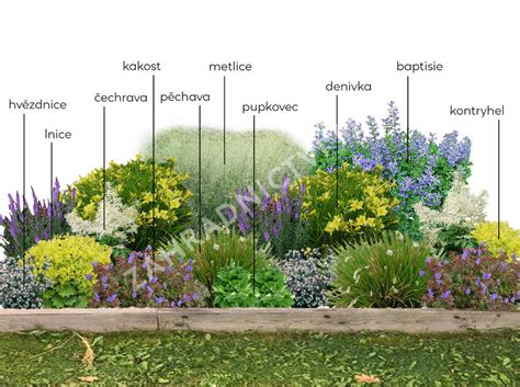 Záhon s ružami a levanduľou, ilustrujúci prospešné susedstvo.