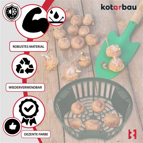 infografika znázorňujúca správnu hĺbku výsadby cibuliek krokusu