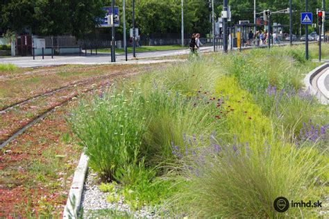 Ukážka osadeného záhona s kombináciou okrasných tráv a kvitnúcich trvaliek.