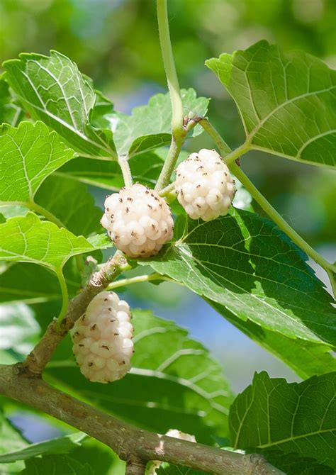 Schéma moruše bielej: zobrazenie stavby koruny, listov a detailu kvetenstva (jahňady)