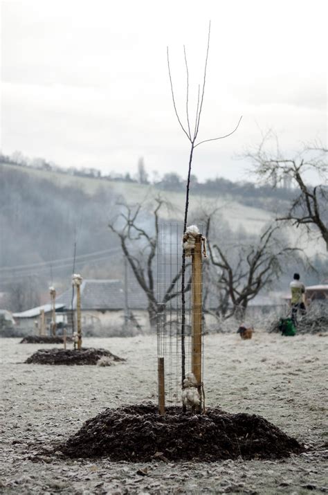 Mladý broskyňový strom s mulčom a oporným kolom