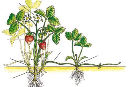Schéma výsadby jahôd v spone s vyznačeným srdiečkom rastliny nad úrovňou pôdy