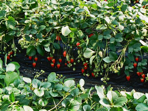 Detailný pohľad na správne umiestnenie srdiečka jahody na úrovni pôdy