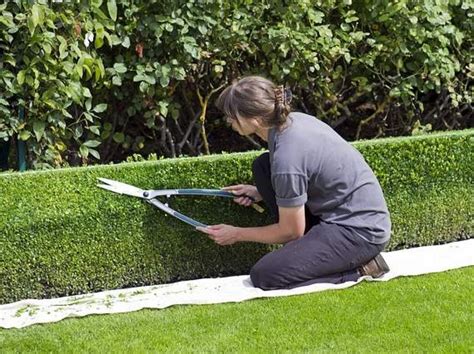 Vizualizácia správneho strihania tují pre dosiahnutie hustého živého plota.
