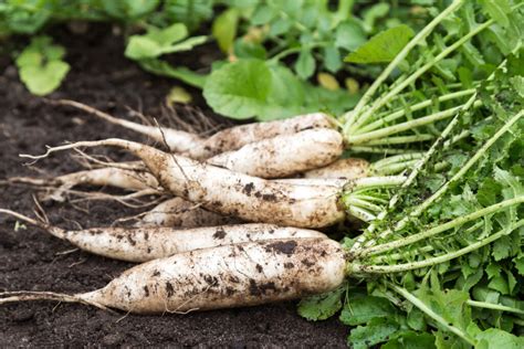 fotografia napadnutých tují škodcami alebo chorobami