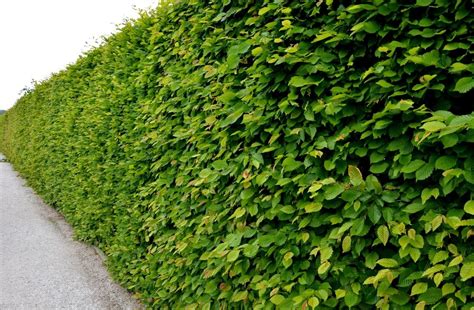 Príklad živého plotu z dráča