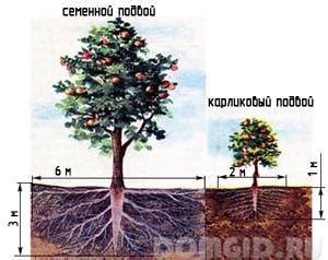 Schéma rastu figovníka: od koreňového systému po typickú širokú korunu a umiestnenie plodov