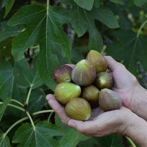 Porovnanie plodov rôznych odrôd figovníka podľa farby a tvaru