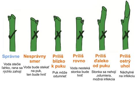 Schéma rezu kvetnej stonky orchidey: znázornenie rezu nad druhým očkom (zelená stonka) a pri báze (suchá stonka).