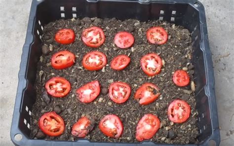 Infografika znázorňujúca šikmé sadenie paradajok pre lepší rozvoj koreňového systému