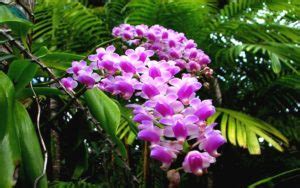 obrázok stromu Lapacho s ružovými kvetmi v dažďovom pralese