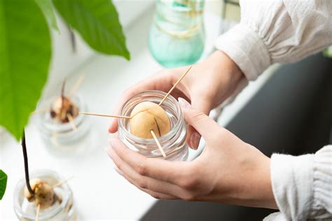 Detailná fotografia kvitnúceho avokádovníka (ideálne zo skleníka)