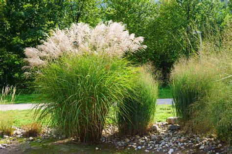 Ilustrácia správneho spôsobu zimnej ochrany pampovej trávy