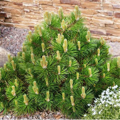Tematické foto: Borovica horská (Pinus mugo) v kvetináči