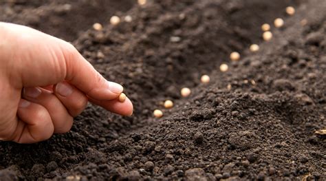 Infographic: How to sow small seeds in rows