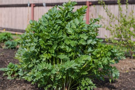Thematic photo of a healthy lovage plant in a garden bed