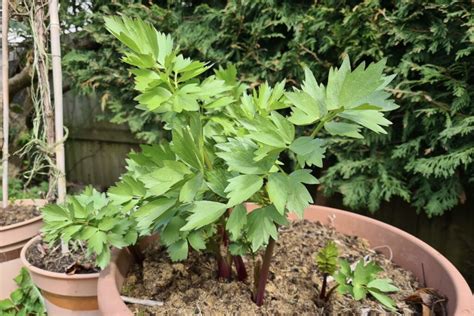 Thematic photo of lovage growing in a large pot on a balcony