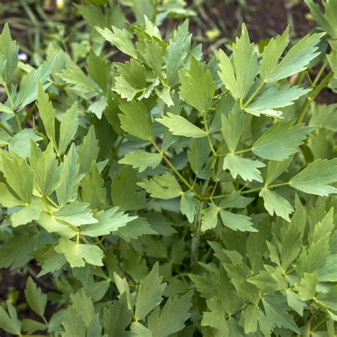 Thematic photo of freshly harvested lovage leaves being prepared for freezing