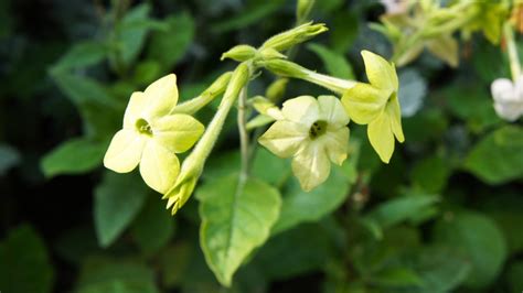Detail kvetu Nicotiana alata 'Lime Green' s výraznou limetkovo zelenou farbou a lievikovitým tvarom