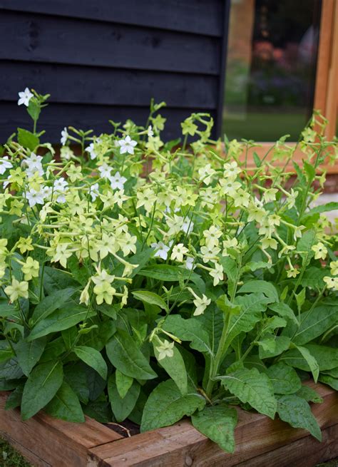 Záhony s Nicotiana alata 'Lime Green' v popredí, kombinované s inými letničkami a trvalkami