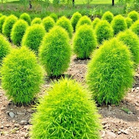 Ilustrácia rastliny Kochia scoparia s typickými úzkymi listami