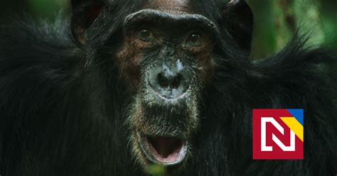 fotografia orangutana v ohrozenom dažďovom pralese