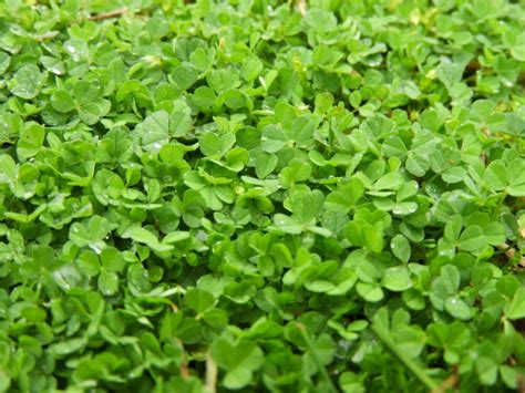 Detailný záber mikroďateliny v trávniku