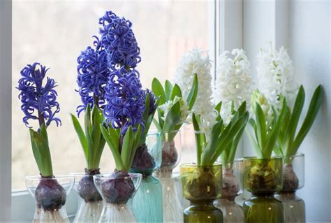 Ilustrácia správnej hĺbky výsadby cibule hyacintu