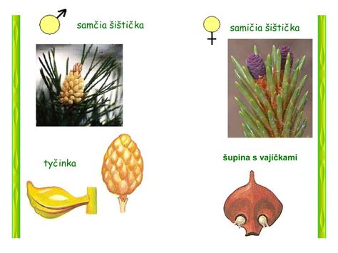 Ilustrácia rastliny chmeľu s detailom na samičie šištice