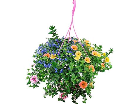 Závesný kôš plný kvitnúcich ružových vlnových petúnií