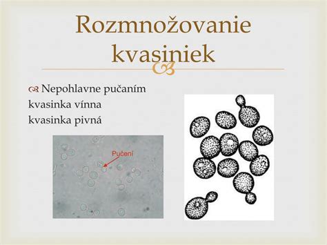 Mikroskopický záber kvasiniek počas delenia pučaním