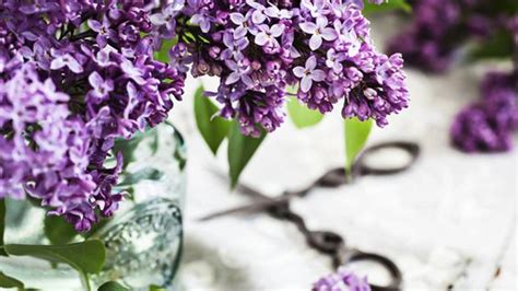 Kytica orgovánu vo váze