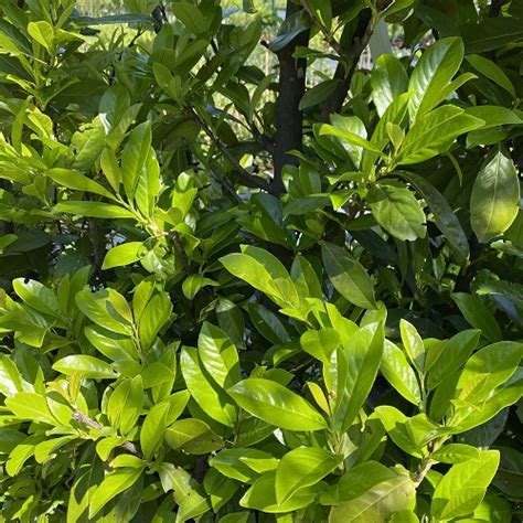 Detailný záber na lesklé, sýtozelené listy vavrínovca lekárskeho ´Novita´